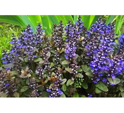 Аюга, Живучка повзуча Чоколад чіп (Ajuga reptans Chocolate Chip)